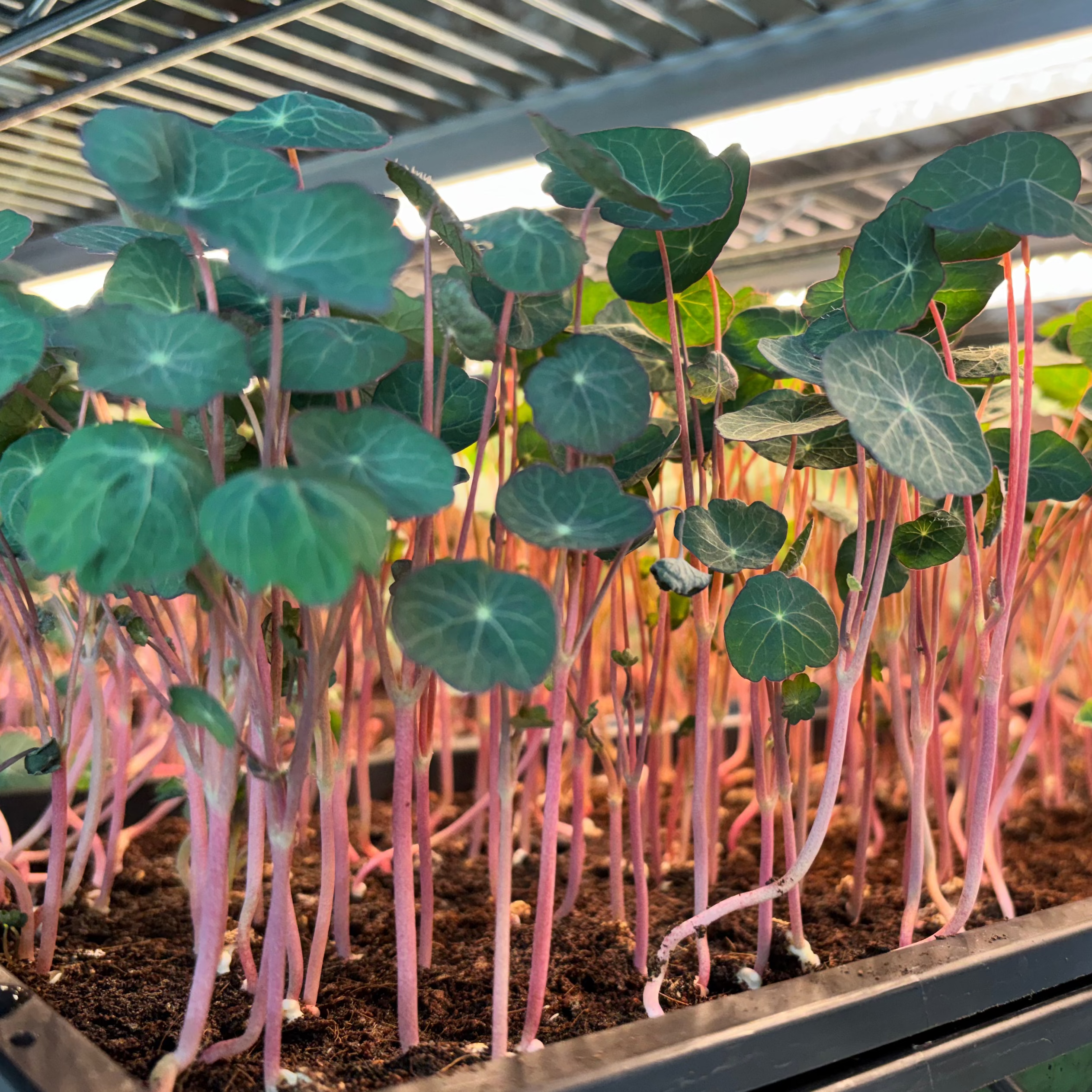 Nasturtium leaves for Bearded Dragons - Empress of India