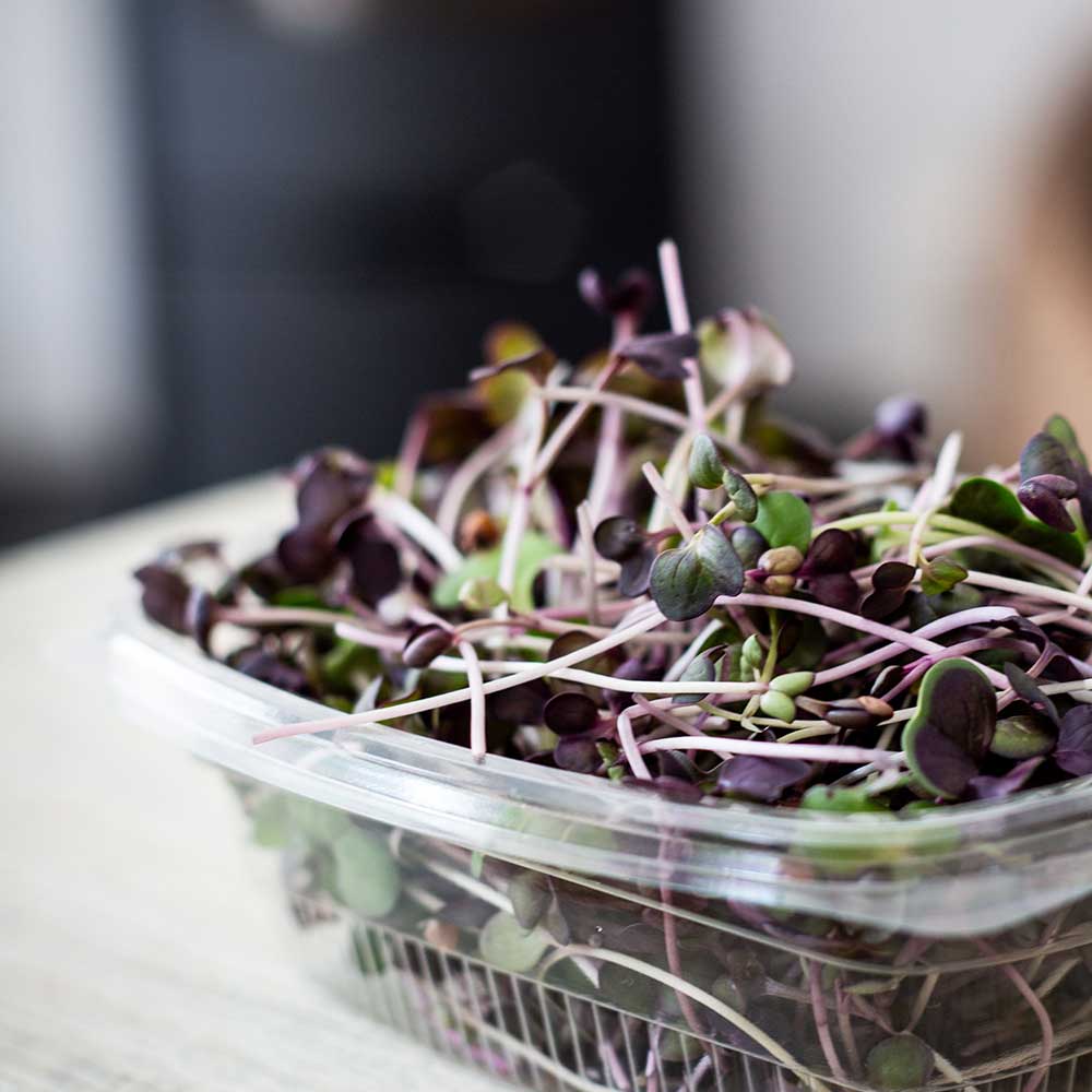 Microgreen Rambo Radish