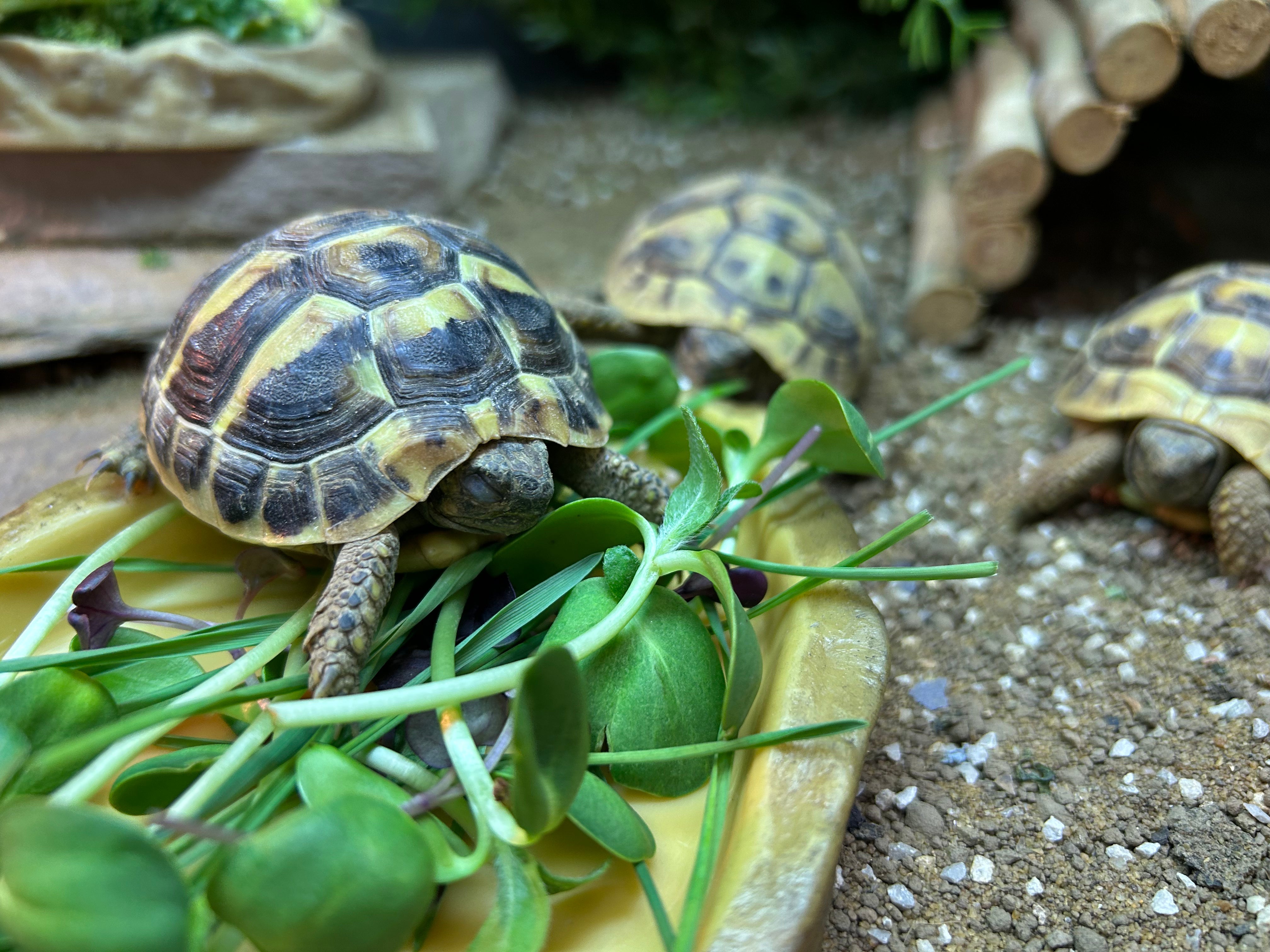 TORTOISES