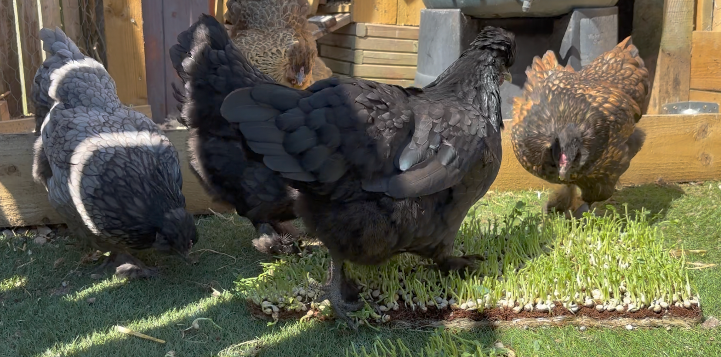 BACKYARD CHICKENS