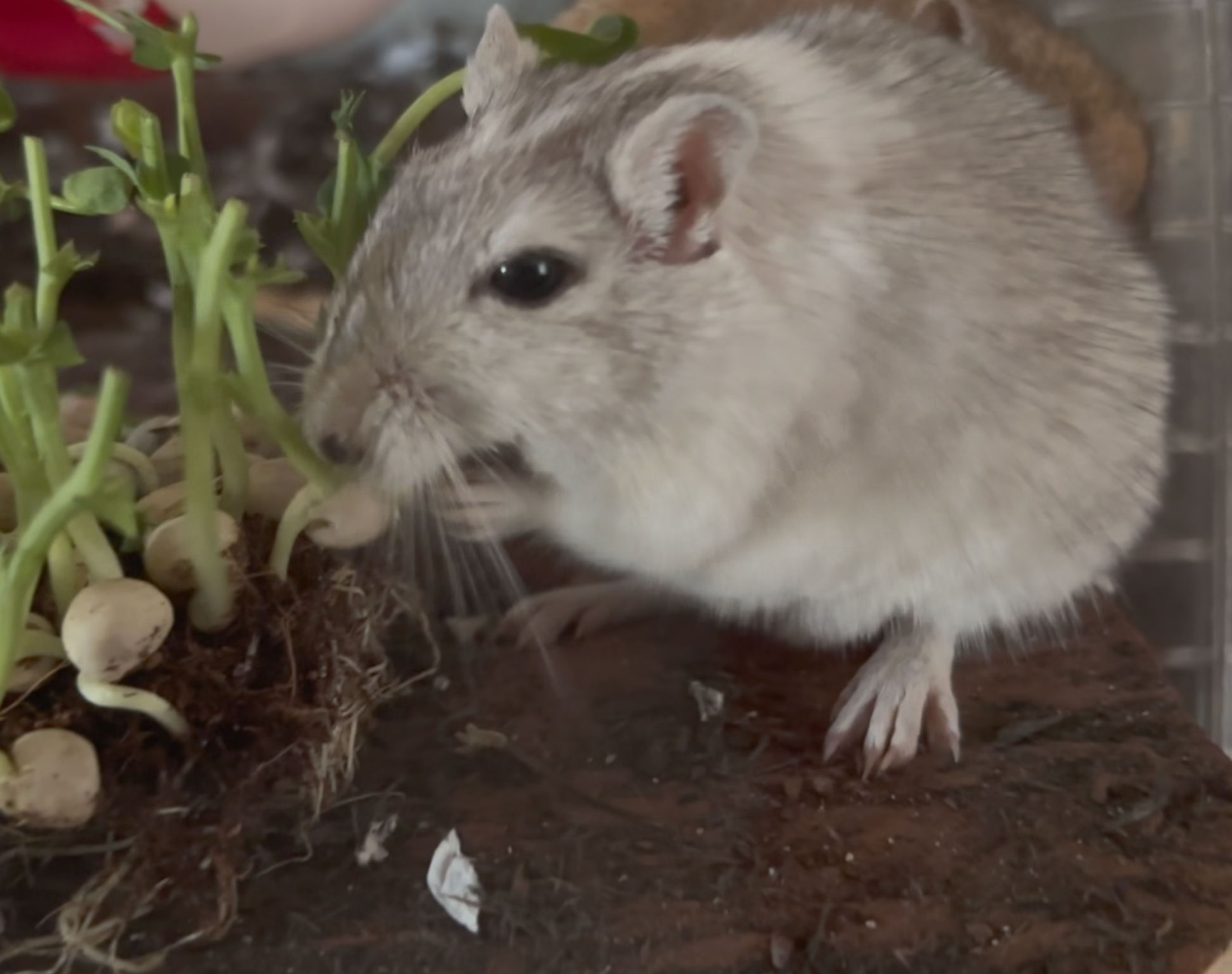 GERBILS