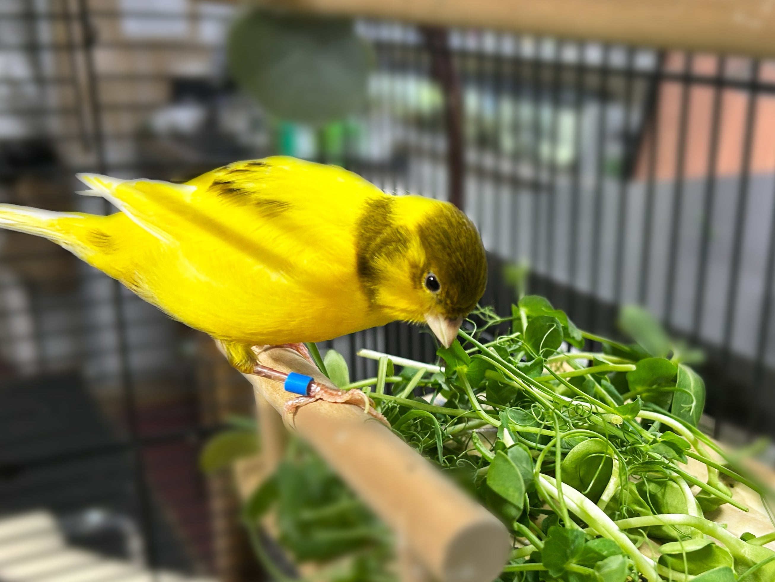 INDOOR BIRDS