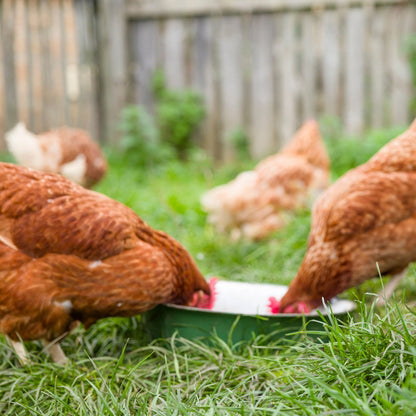Microgreen Munch Mix - Backyard Chickens