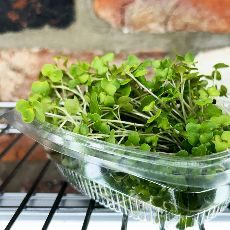 Microgreen Broccoli Calabrese - Indoor Birds