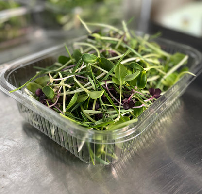 Microgreen Munch Mix - Bearded Dragons