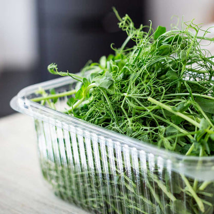 Microgreen Tendrill Pea Shoots - Backyard Chickens