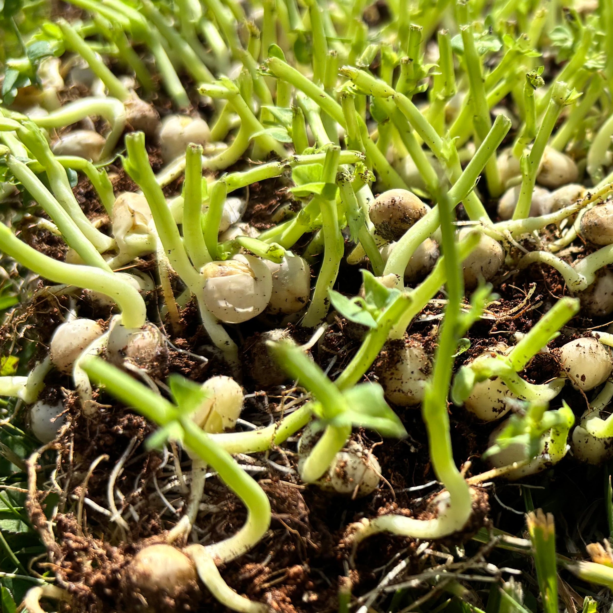 Microgreen Peck Patch - The zero-waste chicken foraging mat