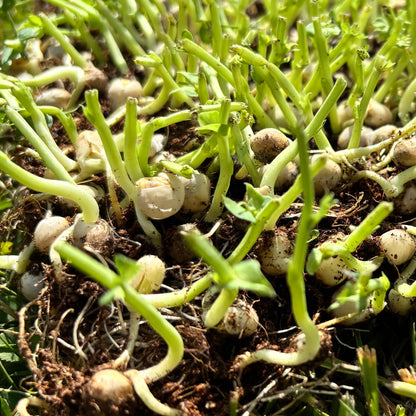 Microgreen Peck Patch - The zero-waste chicken foraging mat
