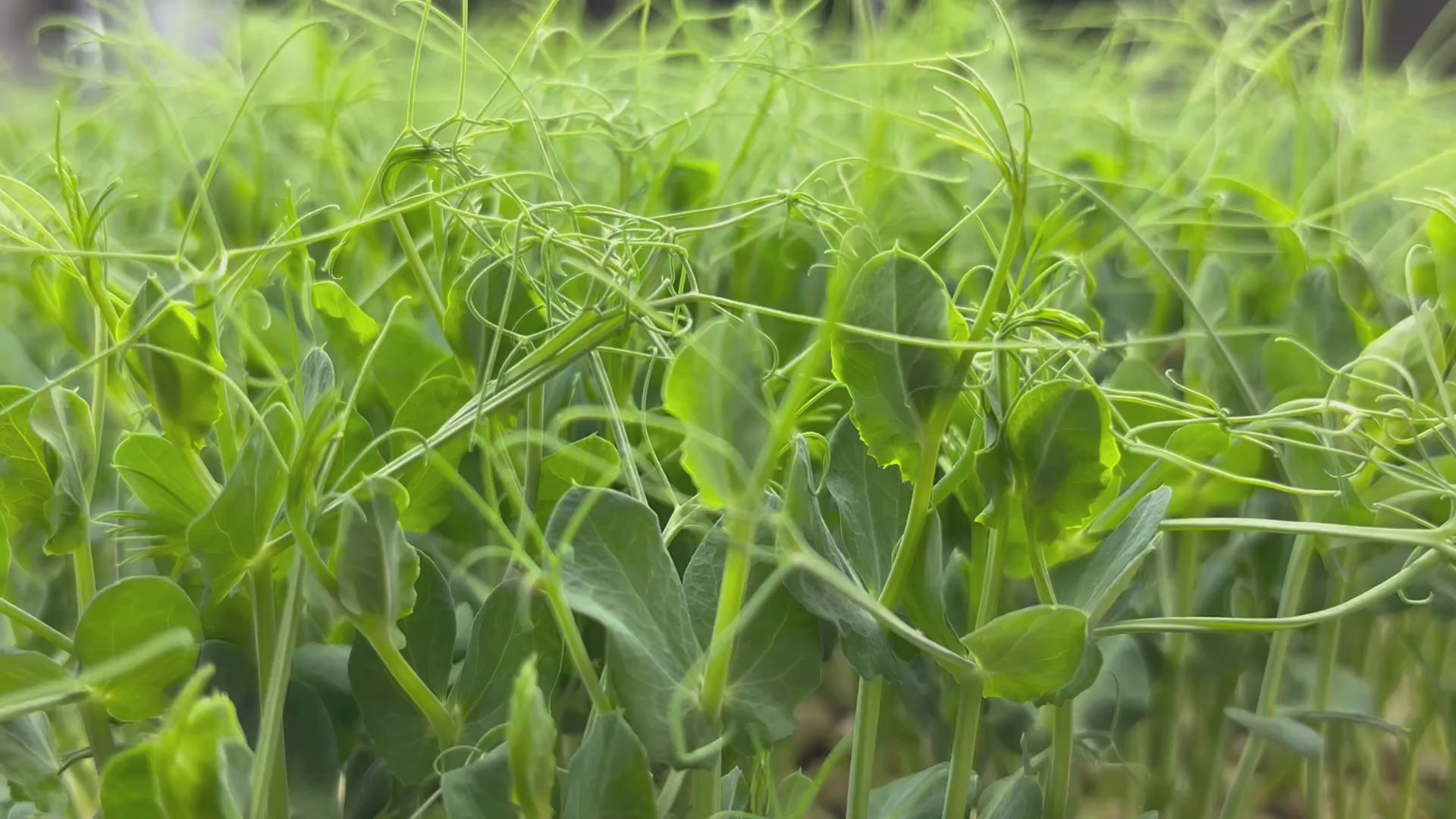 Load video: Microgreen Tendrill Pea Shoots - Backyard Chickens