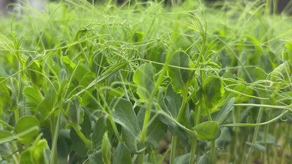 Microgreen Tendrill Pea Shoots - Backyard Chickens