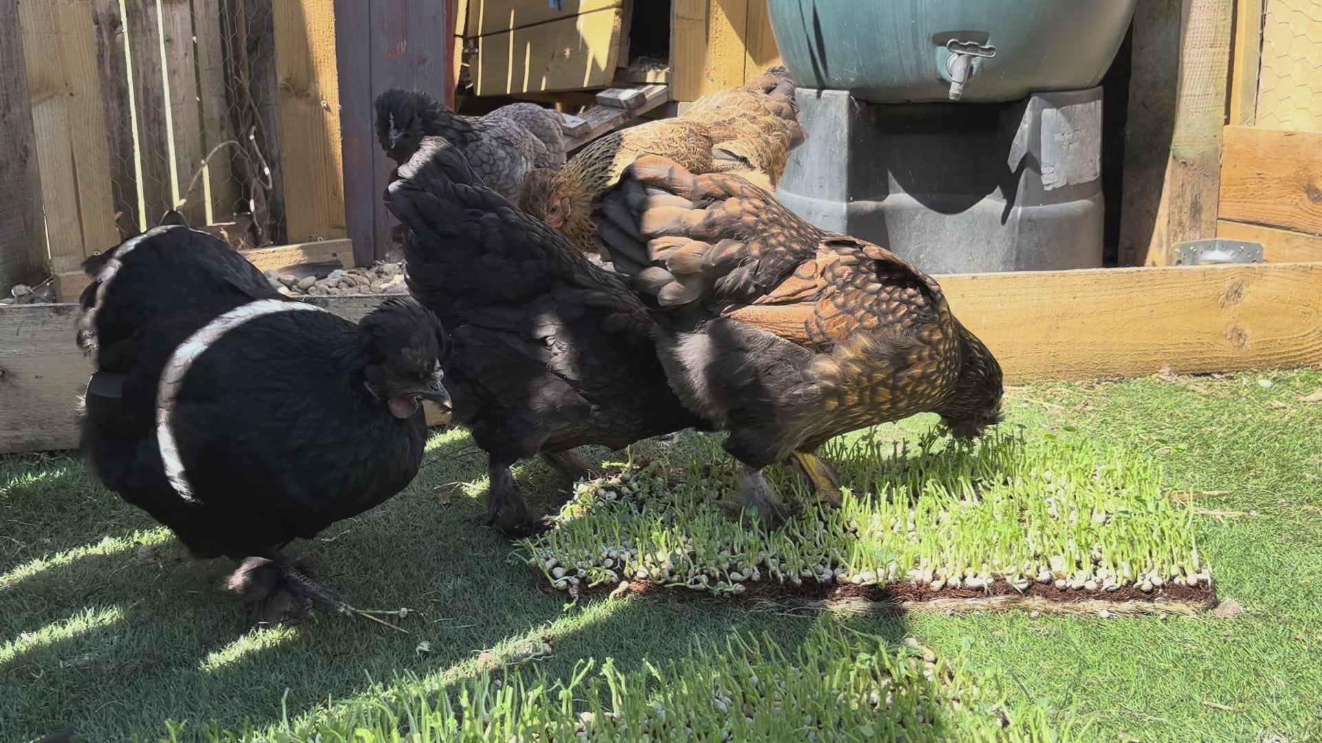 Load video: Microgreen Peck Patch - The zero-waste chicken foraging mat