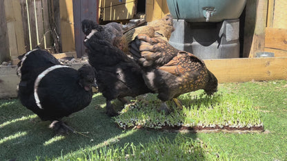 Microgreen Peck Patch - The zero-waste chicken foraging mat