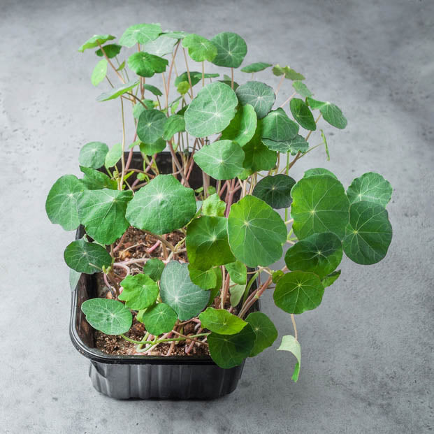 Microgreen Blue pepe nasturtium