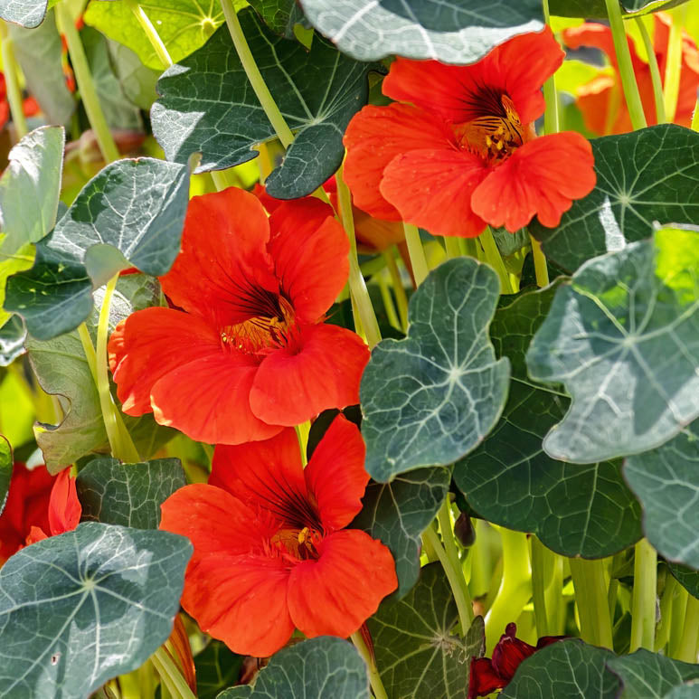 Nasturtium flowers and leaves for Bearded Dragons