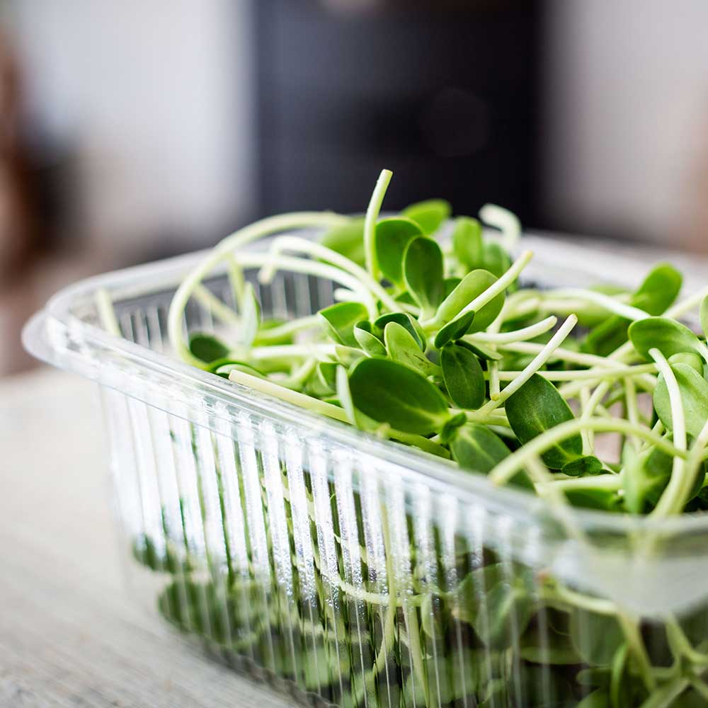 Microgreen Sunflower shoots